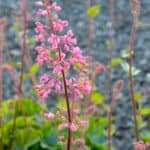 Image represents flower of Coral Bell plant