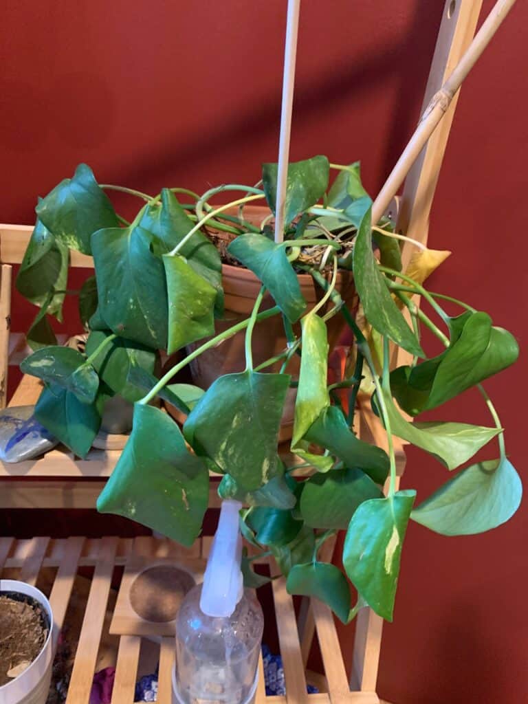 A pot containing curled, wilted leaves over a stand.