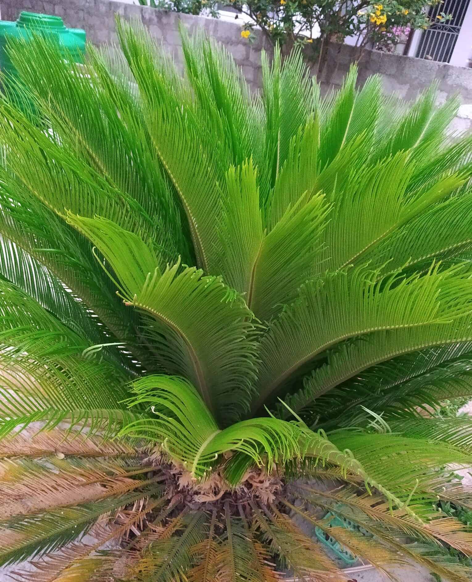 Image represents Sago Palm growing new leaves