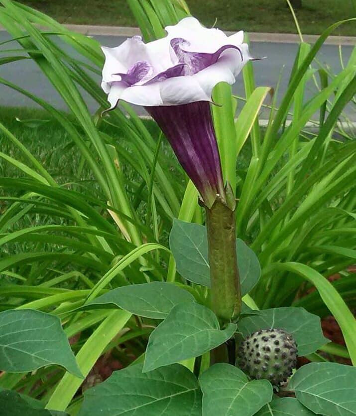 Image represents a flowering and fruiting Datura plant