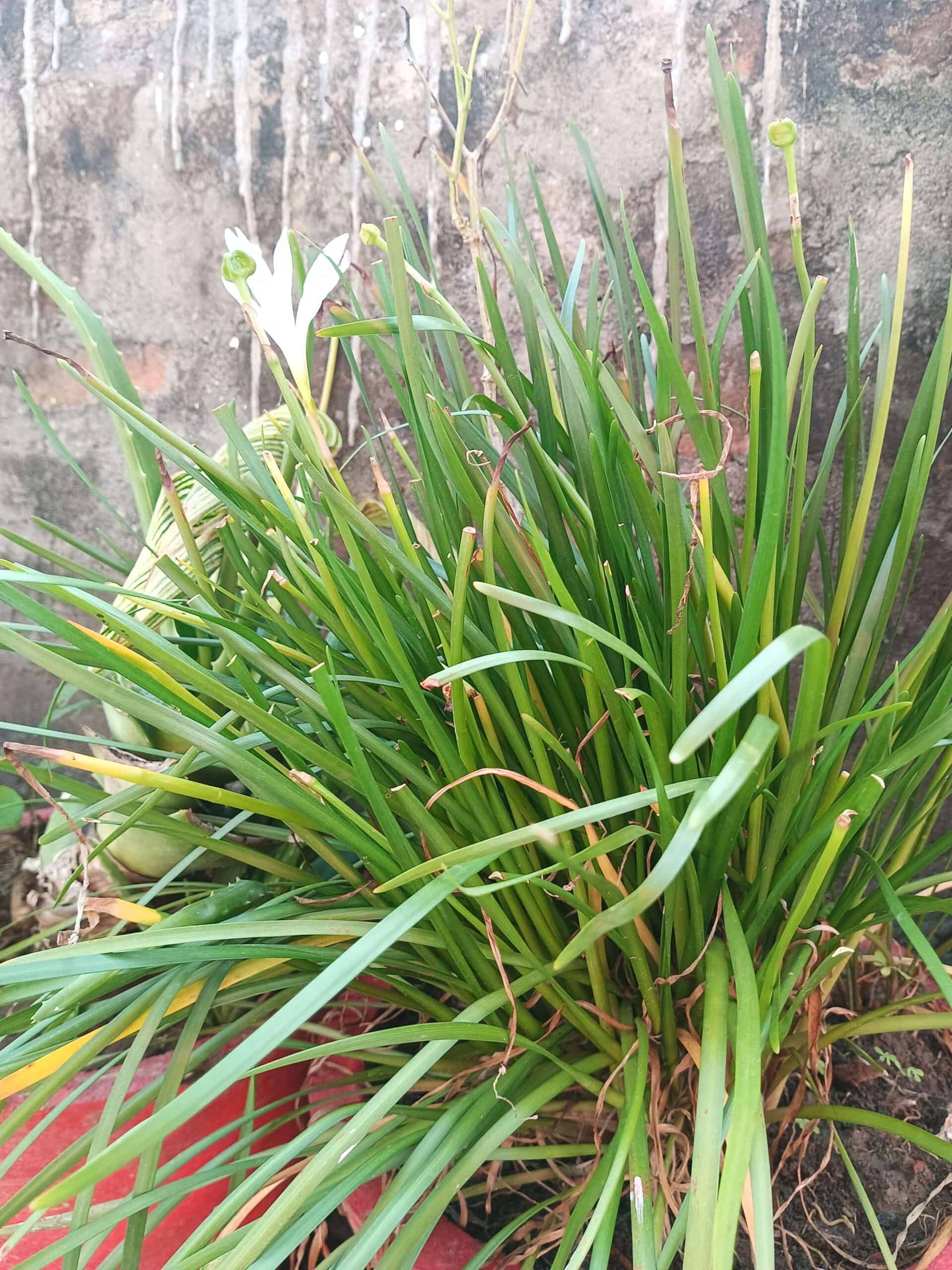 A bush of Daylily is beside a wall