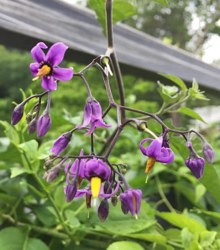 Image represents flowers of Deadly Nightshade plant