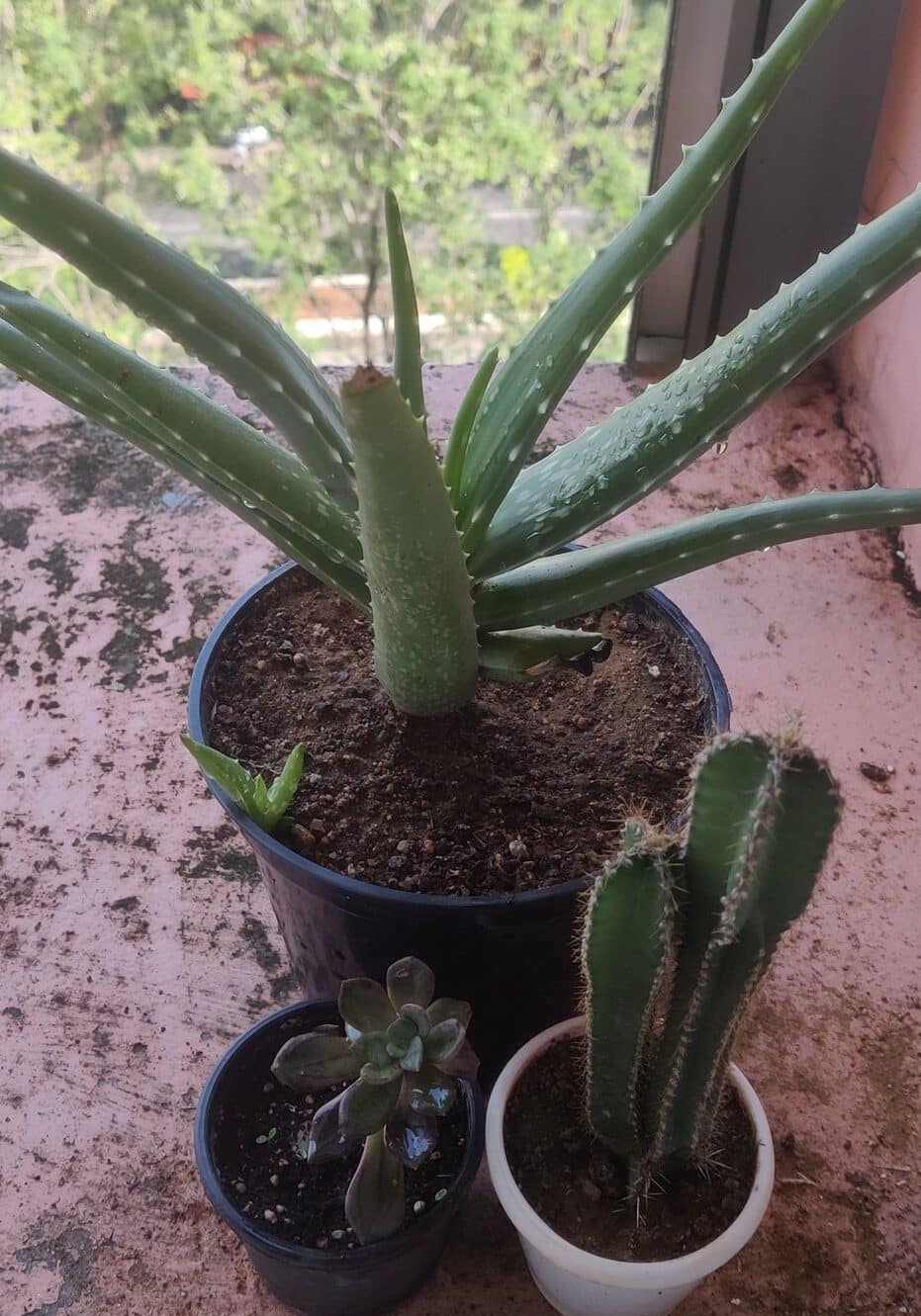 Three pots are lying over a table with each pot containing plants on them and is filled with soil.