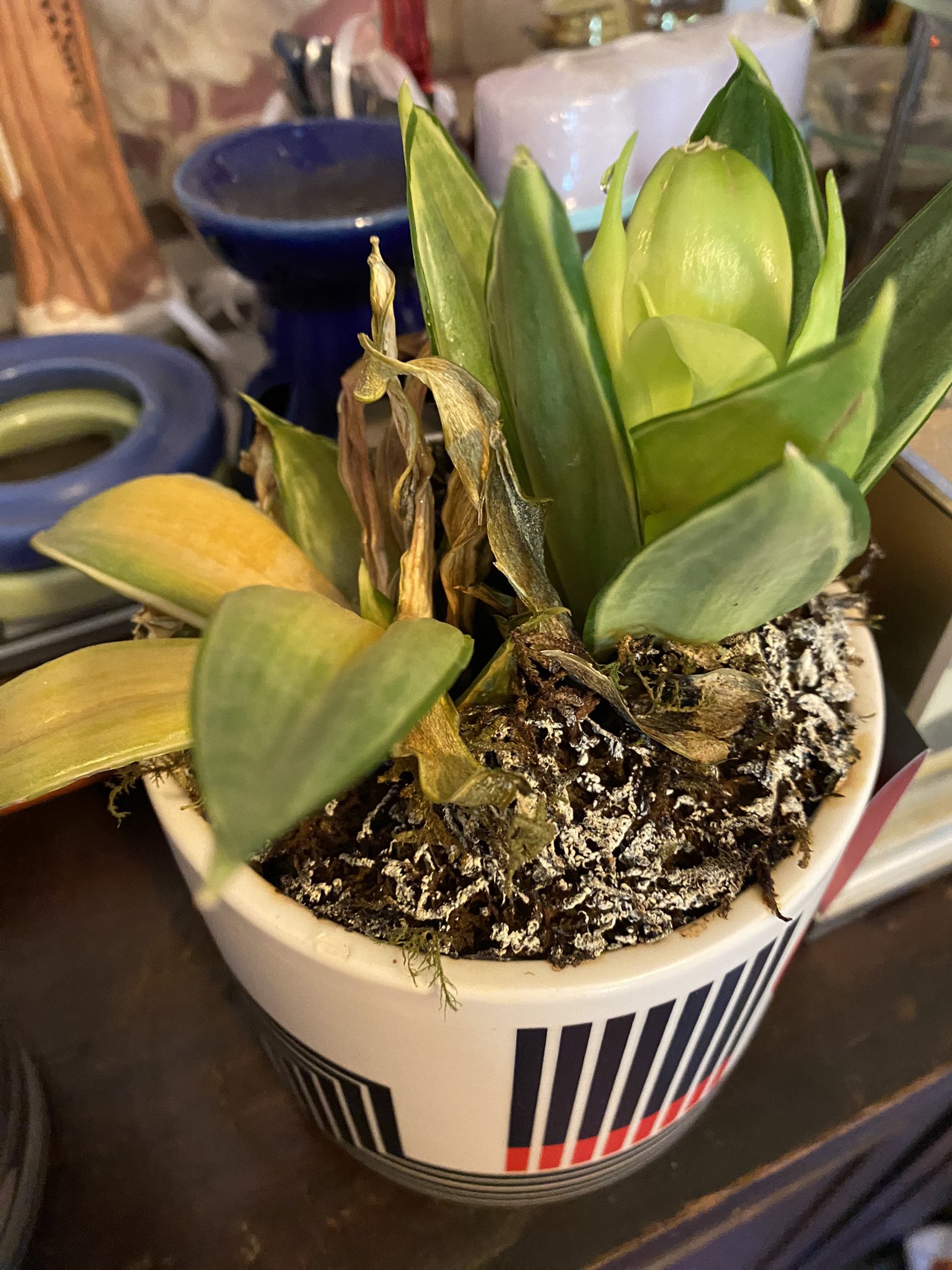 A white popt with black stripes with yellow succulent is lying over a table