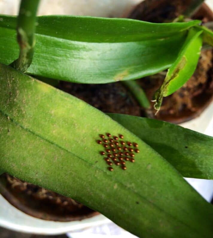 Image represents eggs on Orchid leaves