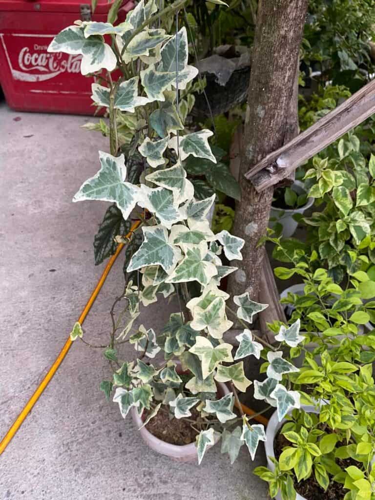 English Ivy