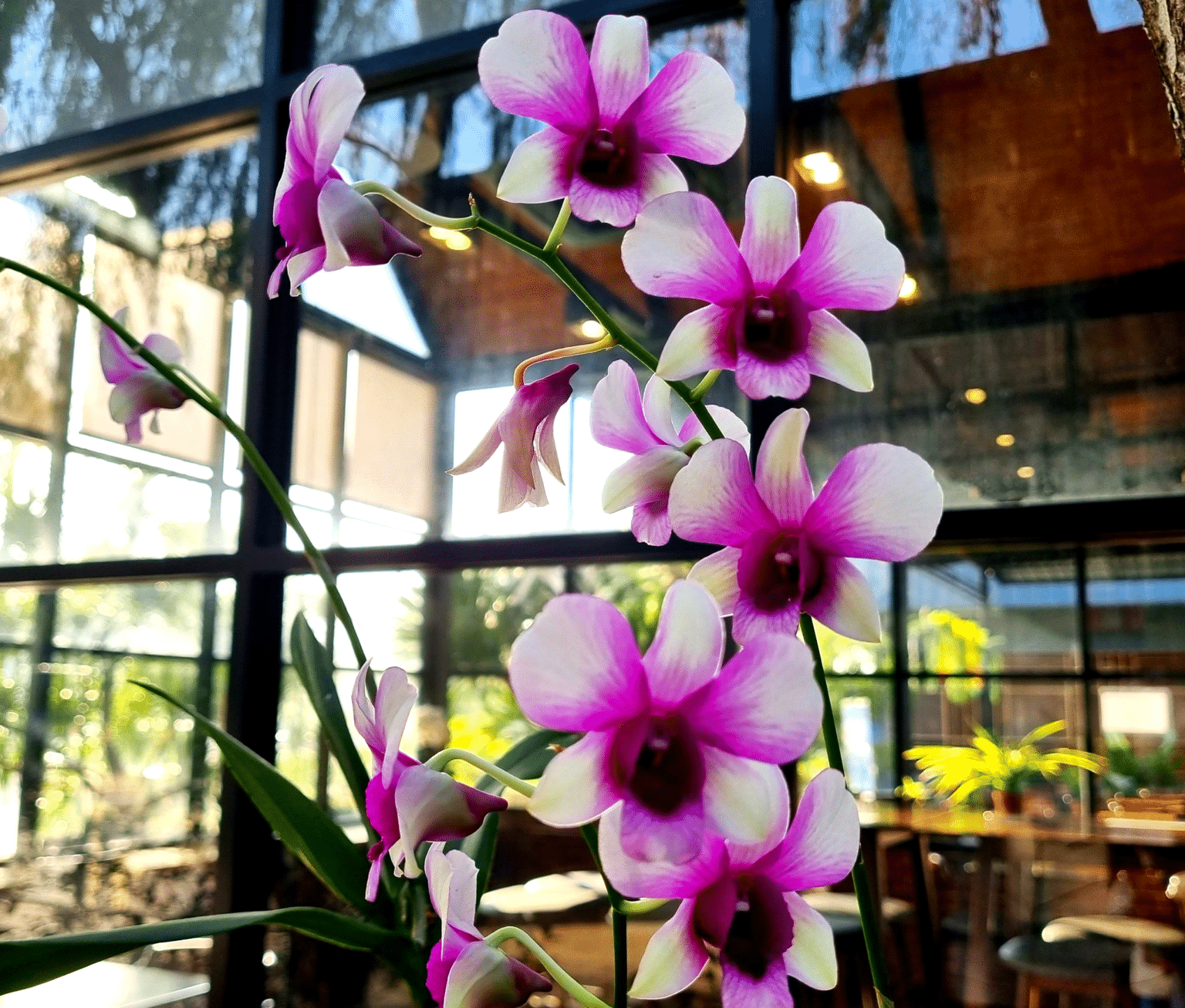 Are Orchid Flowers Edible Can You Make Recipes Out Of Them?