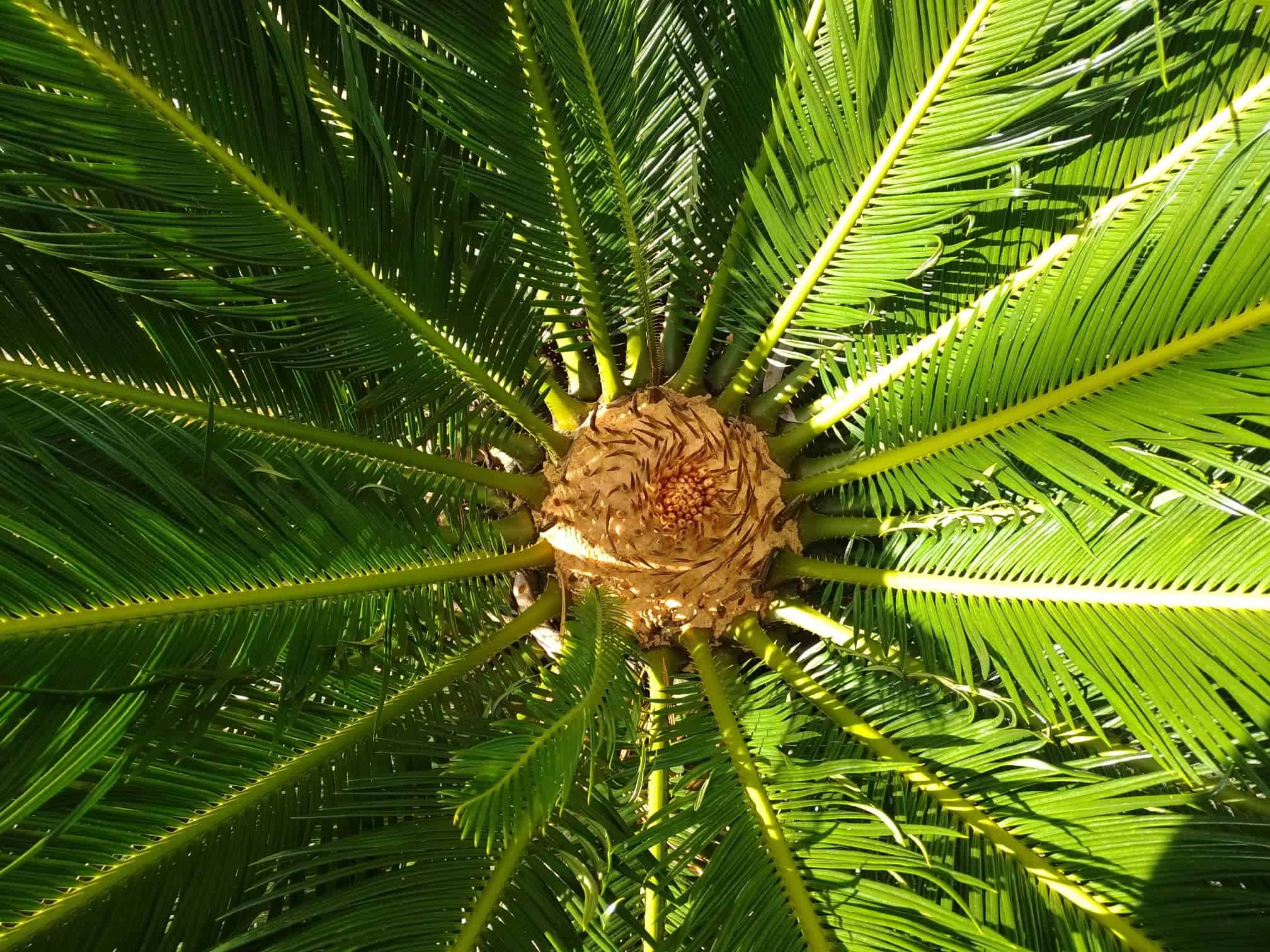 Image represents developing female cone of Sago Palm