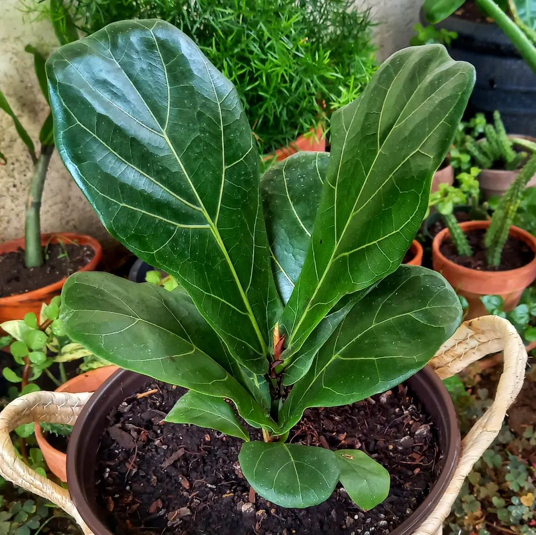 Best Soil For Fiddle Leaf Fig Commercial or DIY? [Updated 2023]