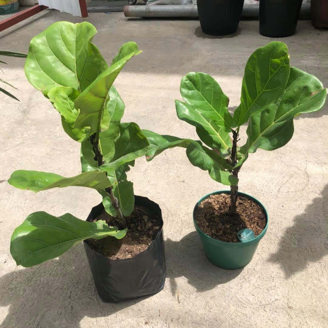 Fiddle Leaf Fig