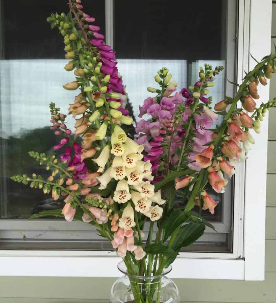 Image represents colorful varieties of Foxgloves