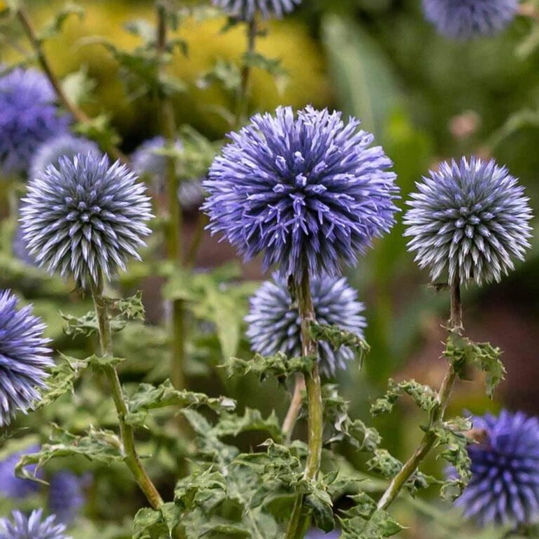 22+ Best Deer Resistant Perennials that you Need to Know