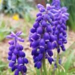 Image represents the flower clusters of Grape Hyacinths