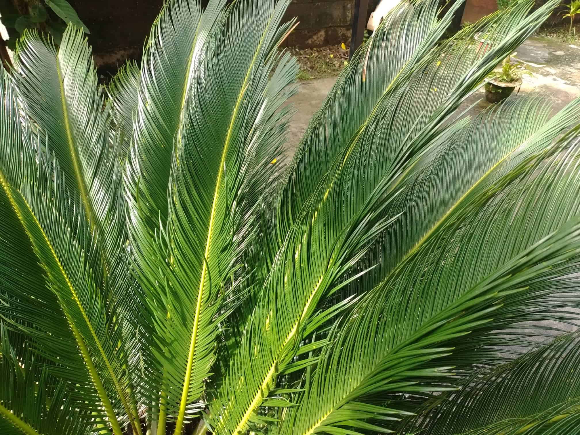 Image represents new fronds or leaves of Sago Palm