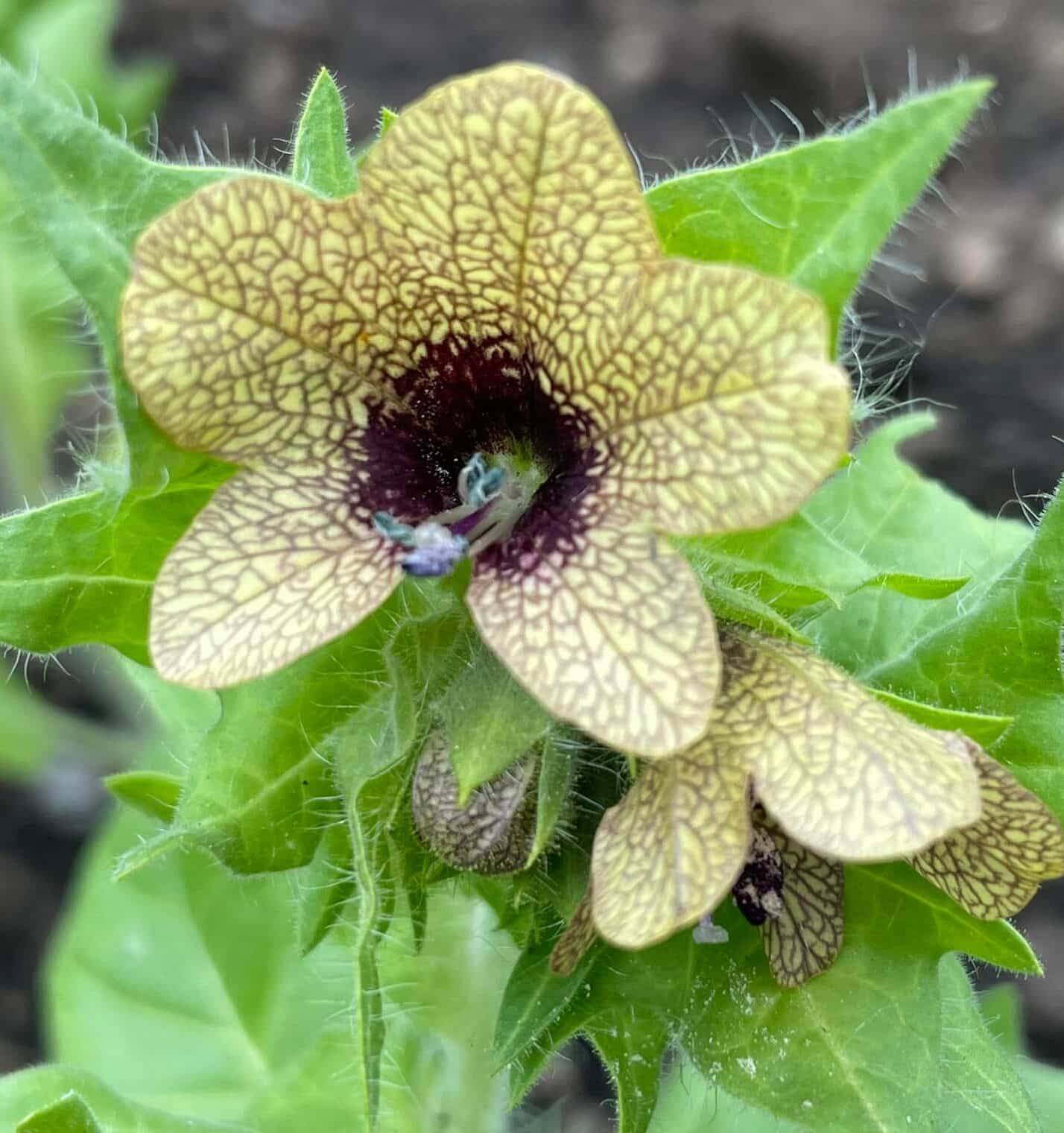 Image represents Henbane plant flower