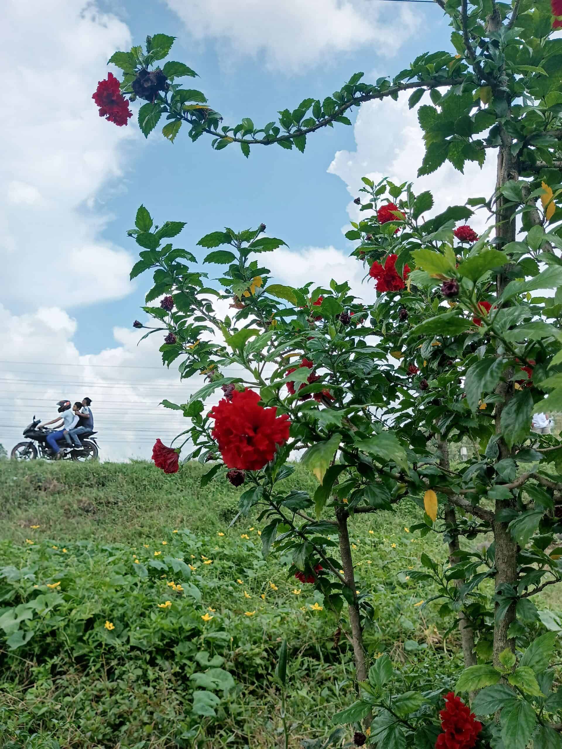 A hibiscus plant is growing by the side of the road with three people riding on a motorcycle in the road.