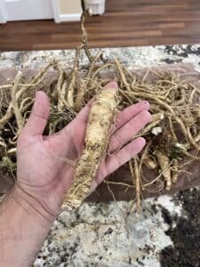 Horseradish