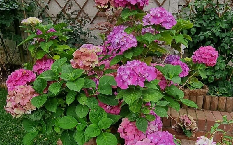 When Do Hydrangeas Bloom? How Long Do They Last? Plants Craze