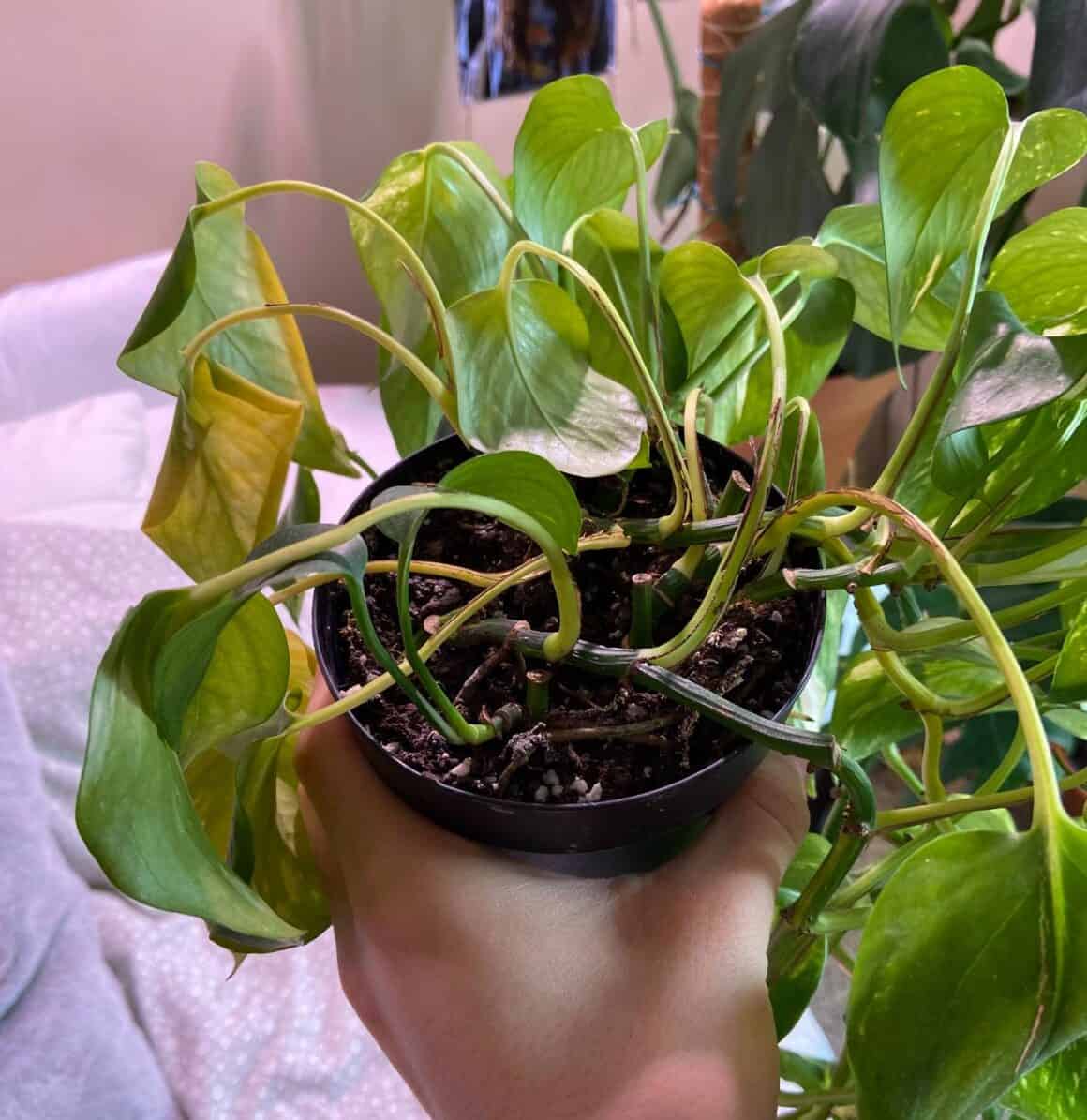 Why is My Pothos Leaves Curling? (Causes & Solutions) - Plants Craze