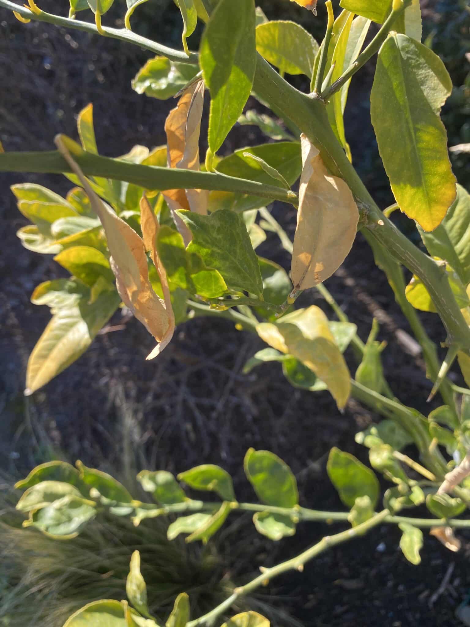 How to Treat Lemon Tree Yellow Leaves? (Causes and Solutions) Plants