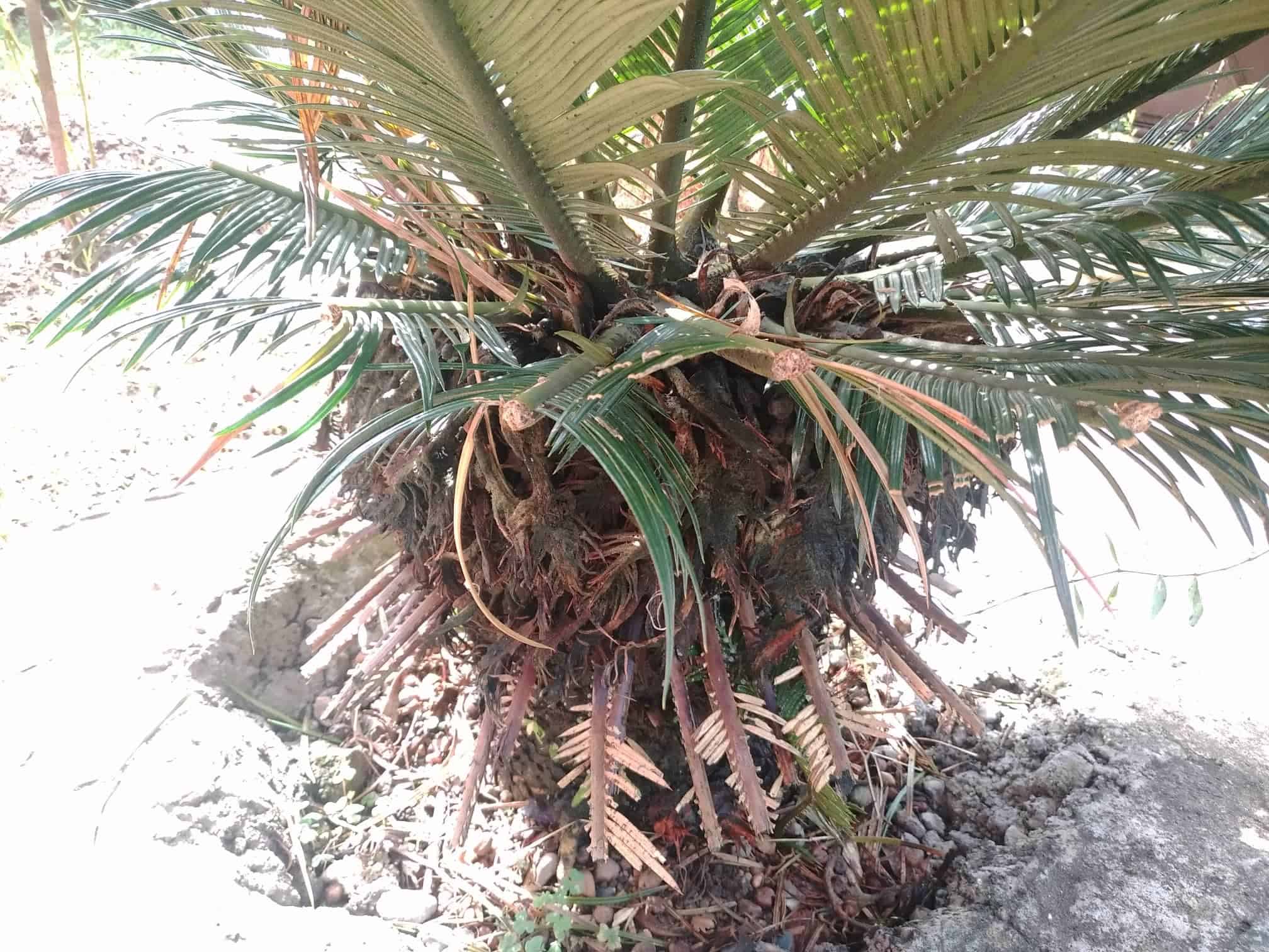 Image represents trimmed leaves of Sago Palm