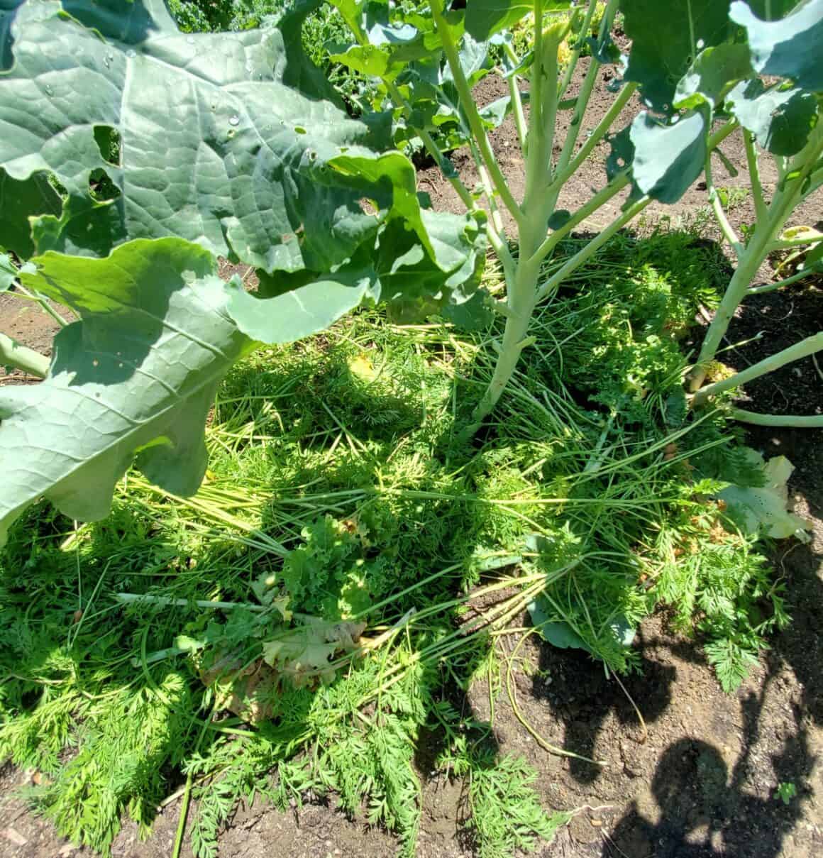 Why is My Broccoli Turning Yellow? Is Yellow Broccoli Okay to Eat?