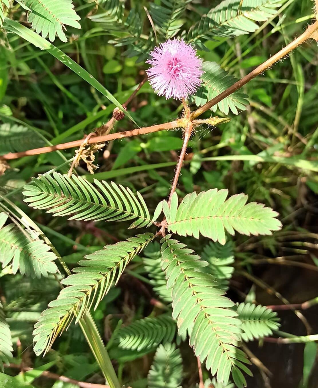 Image represents a flowering Shame Plant