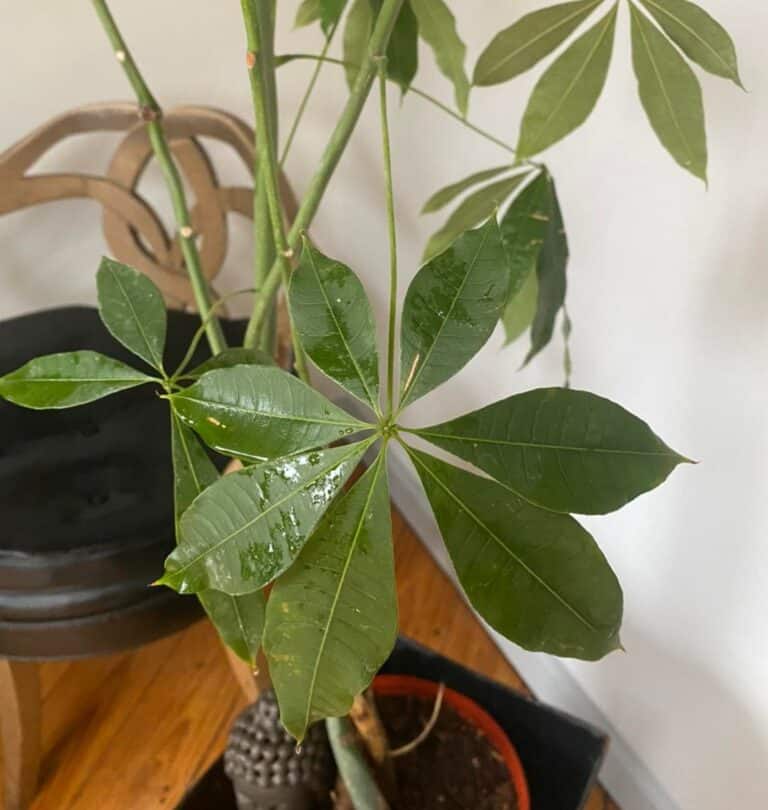 Money Tree Leaves Turning Brown [With Easy Fixes] - Plants Craze