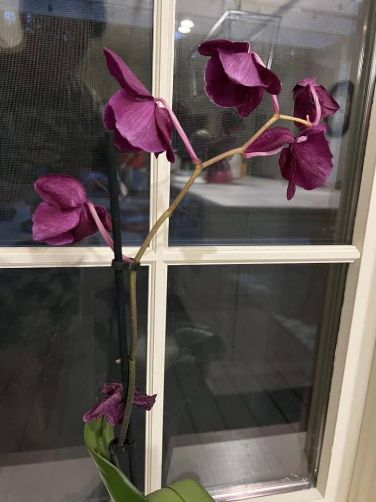Can You Avoid Orchid Flowers Falling Off? How To Do It?