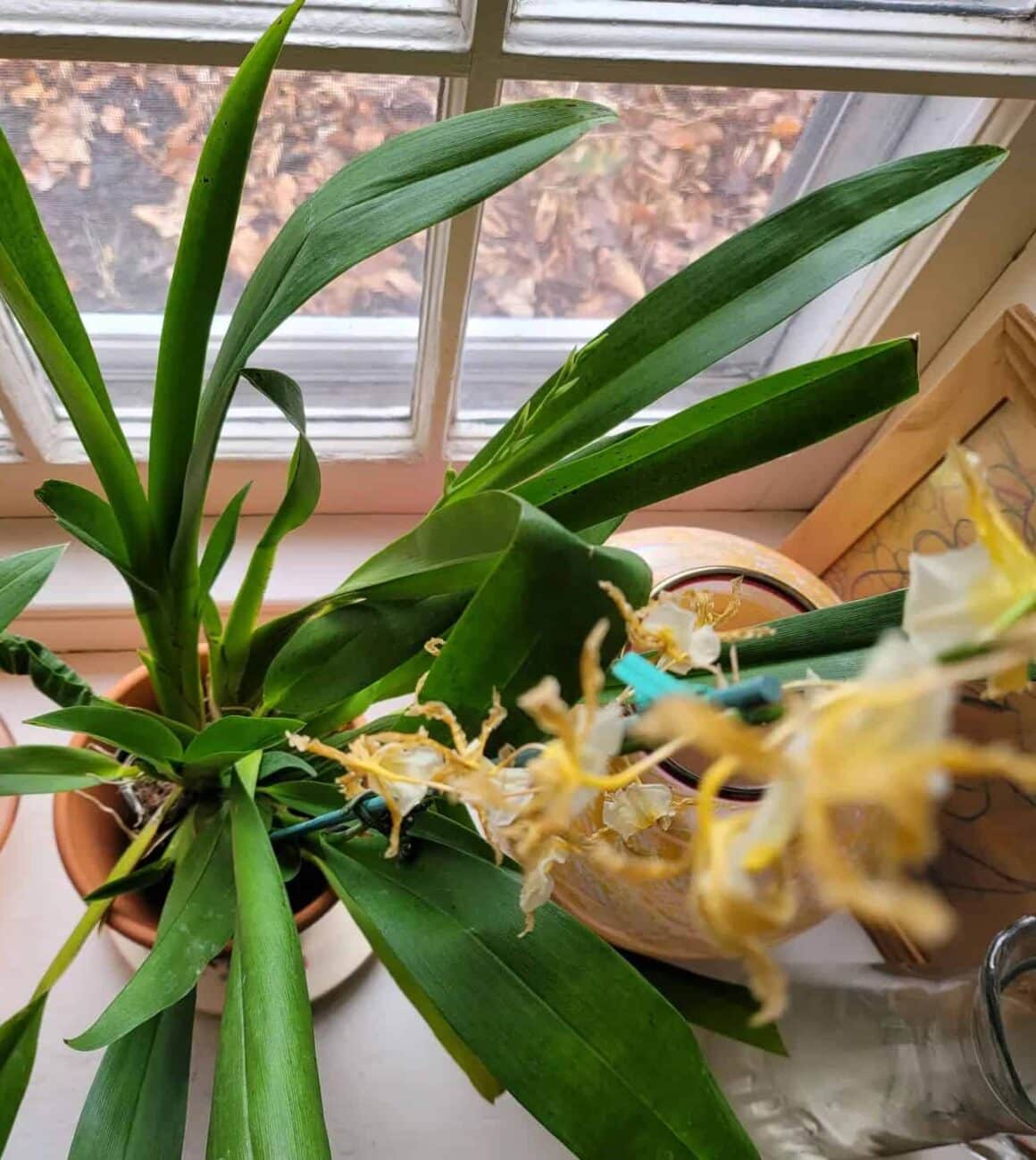 Can You Avoid Orchid Flowers Falling Off? How To Do It?