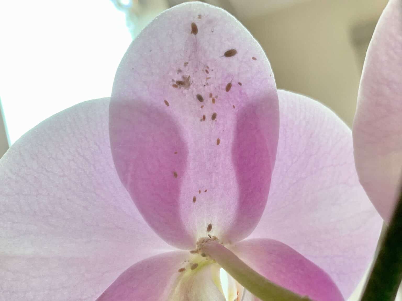 Can You Avoid Orchid Flowers Falling Off? How To Do It?