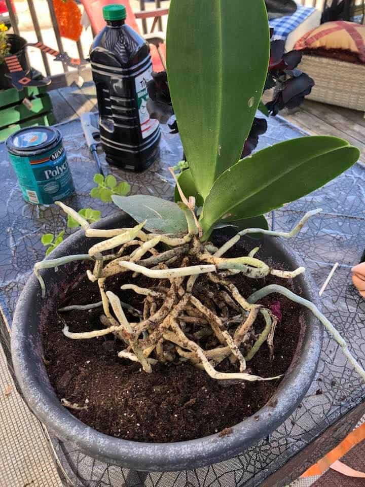 Image represents overcrowded roots in an Orchid