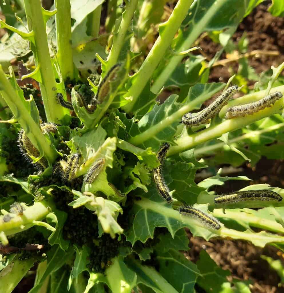 Why is my broccoli turning yellow is yellow broccoli okay to eat 