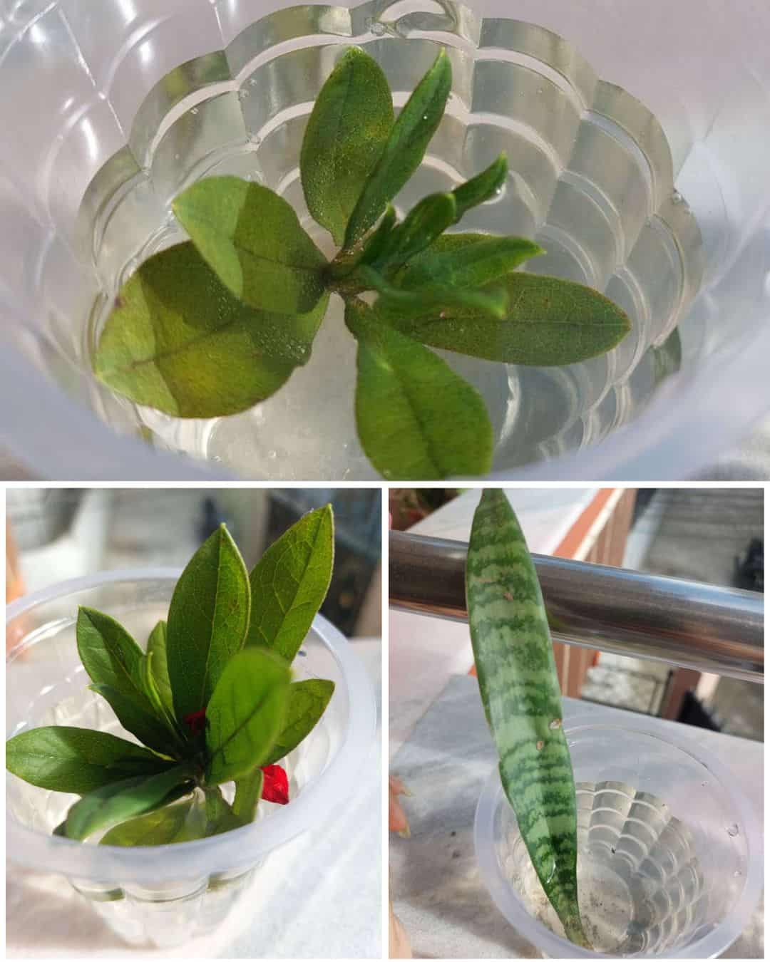 Three plants are growing in a plastic cup with water in it.