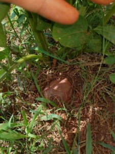 Potato in garden