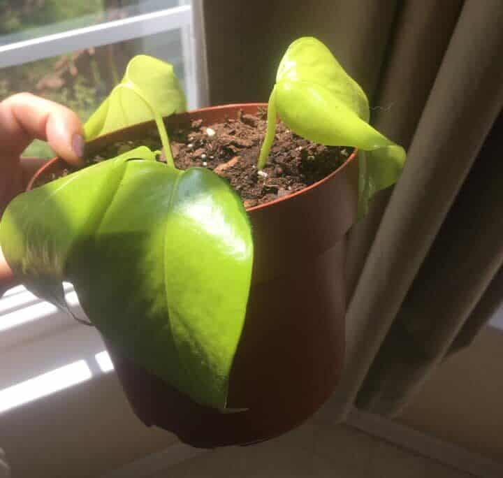 Why is My Pothos Leaves Curling? (Causes Solutions) - Plants Craze