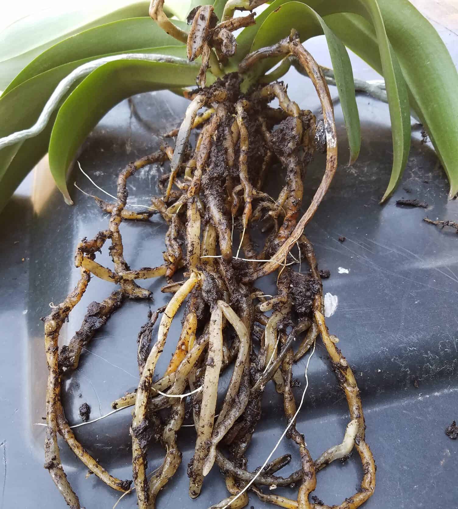 Image represents rotten roots of Orchid