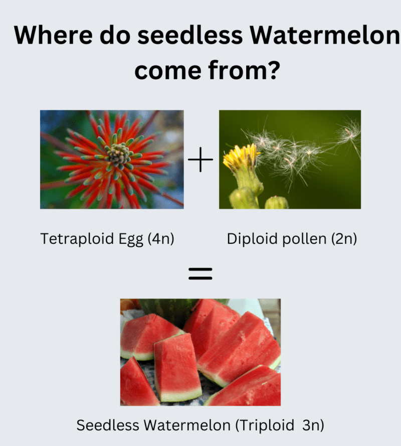 How to Grow Seedless Watermelon Seeds? Plants Craze