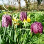 Image represents the flowers of Snakeshead Fritillary