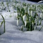 Image represents Snowdrop plant growing over snow