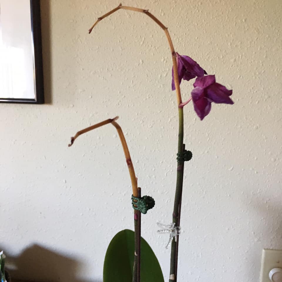 Why are My Orchid Flowers Falling off? How to Fix Them?