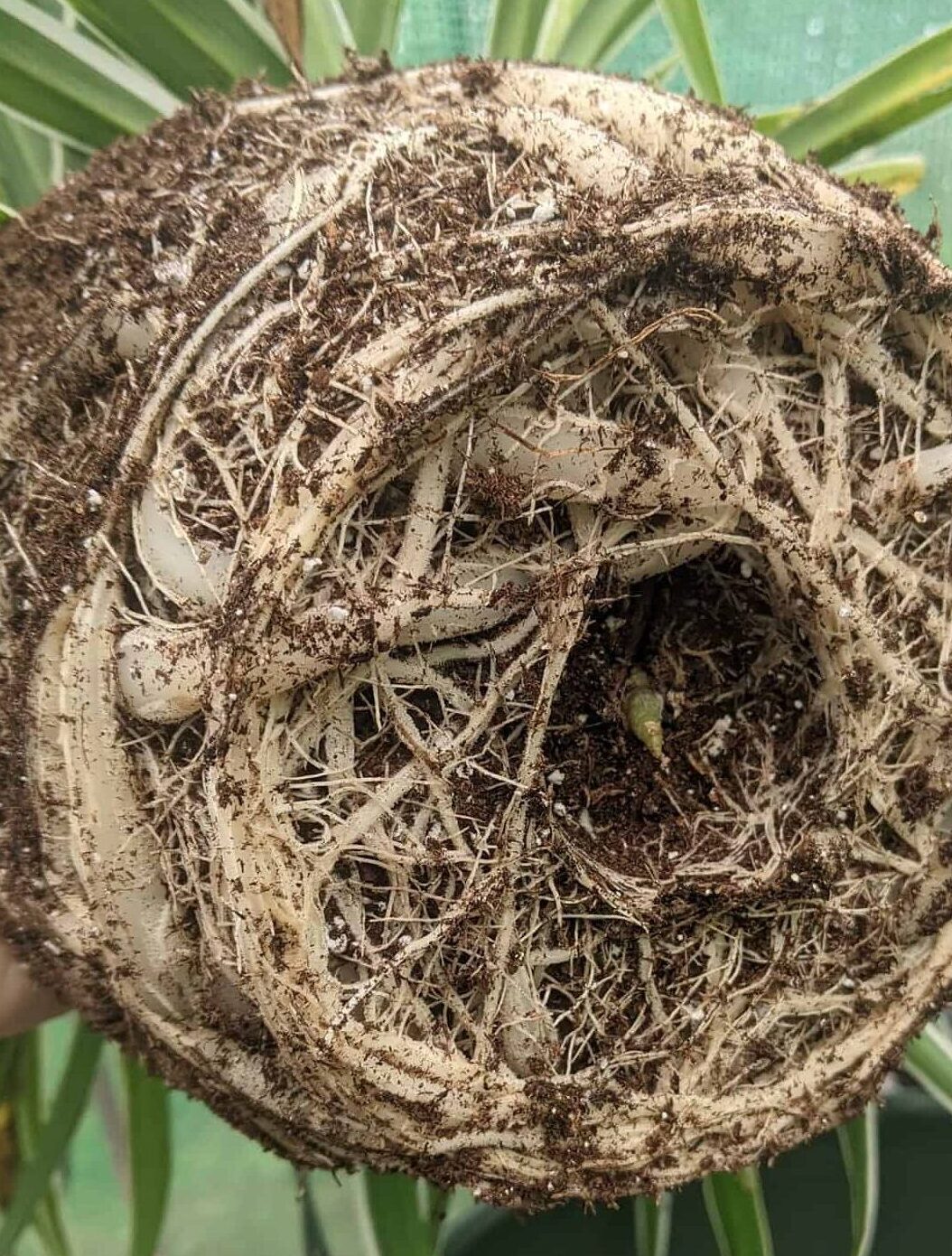 Image represents the root bound condition of Spider Plant