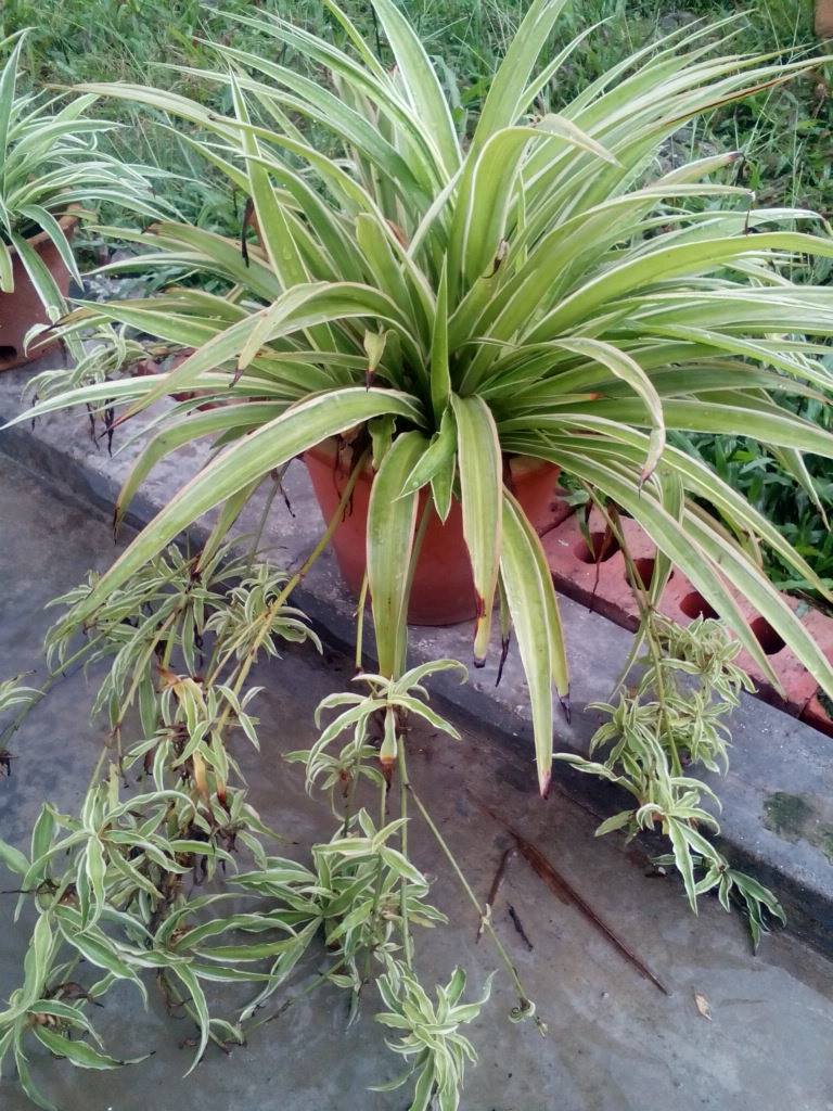 Image represents the babies of Spider Plant