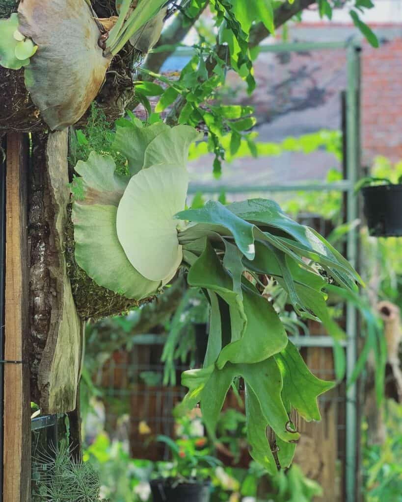 Staghorn fern