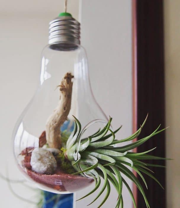 Image represents an open terrarium for Tillandsia plants