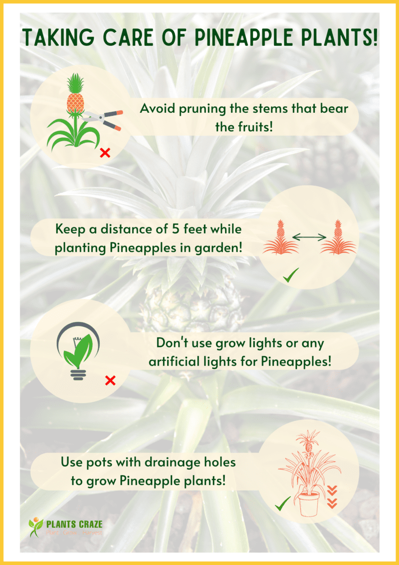 Safe Tips For Bromeliad Pineapple Care