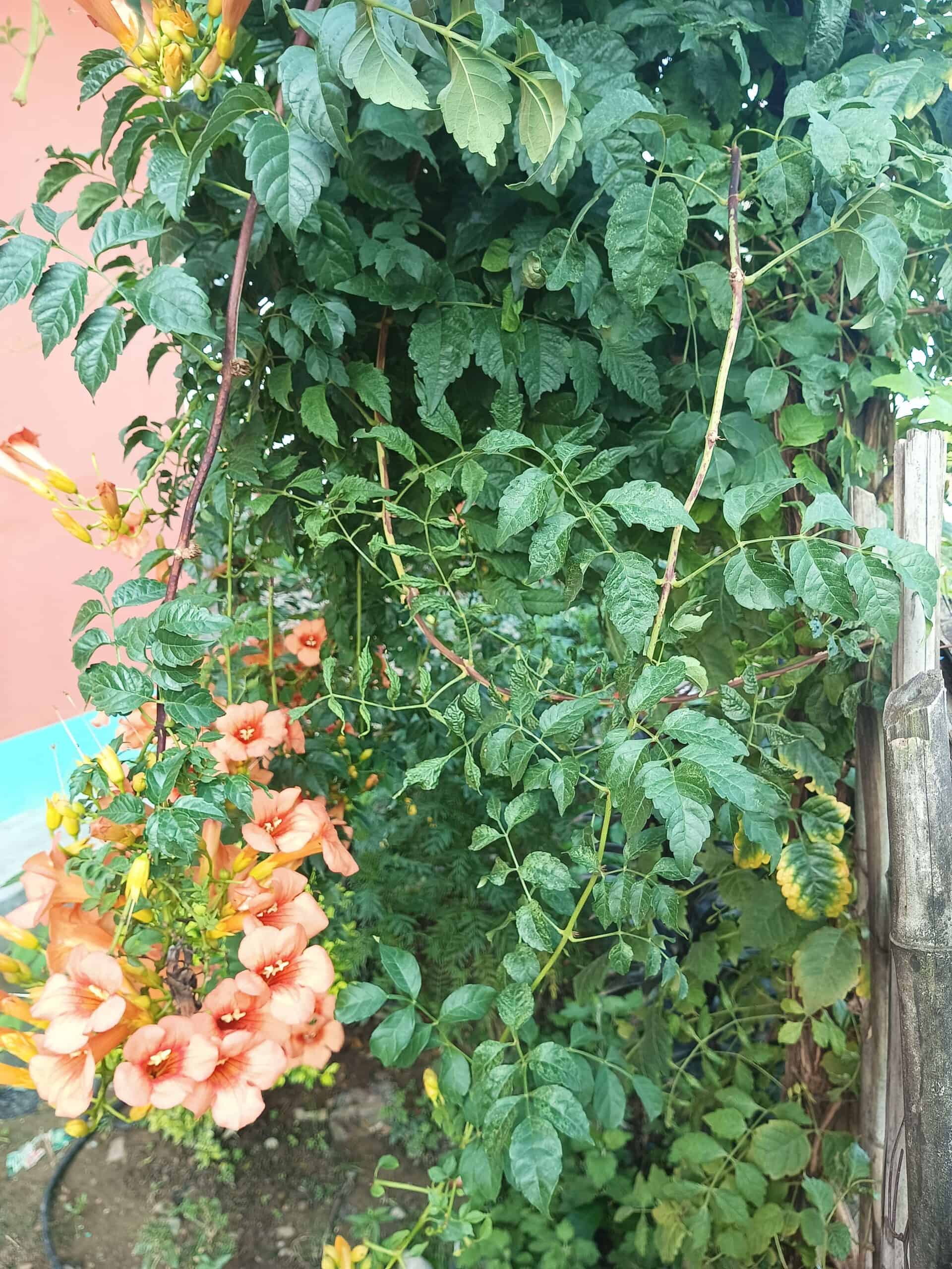 A creeper plant is trailing down the pole with beautiful bell shaped orange flower.