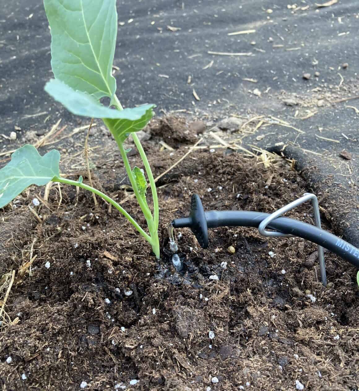 Why is My Broccoli Turning Yellow? Is Yellow Broccoli Okay to Eat