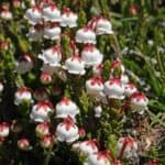 Image represents flowers of White Mountain Heather