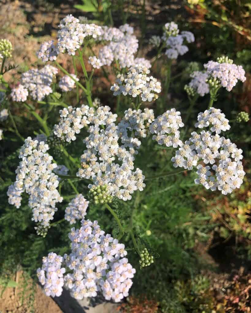 Yarrow plant